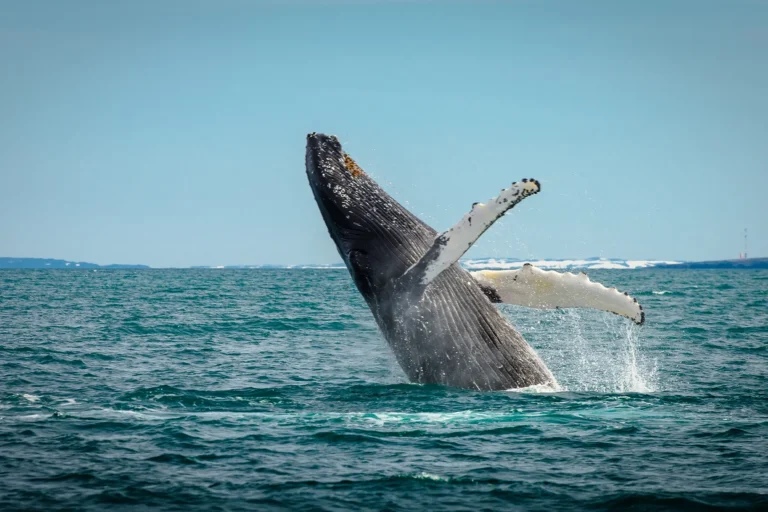 Walvis safari in IJsland