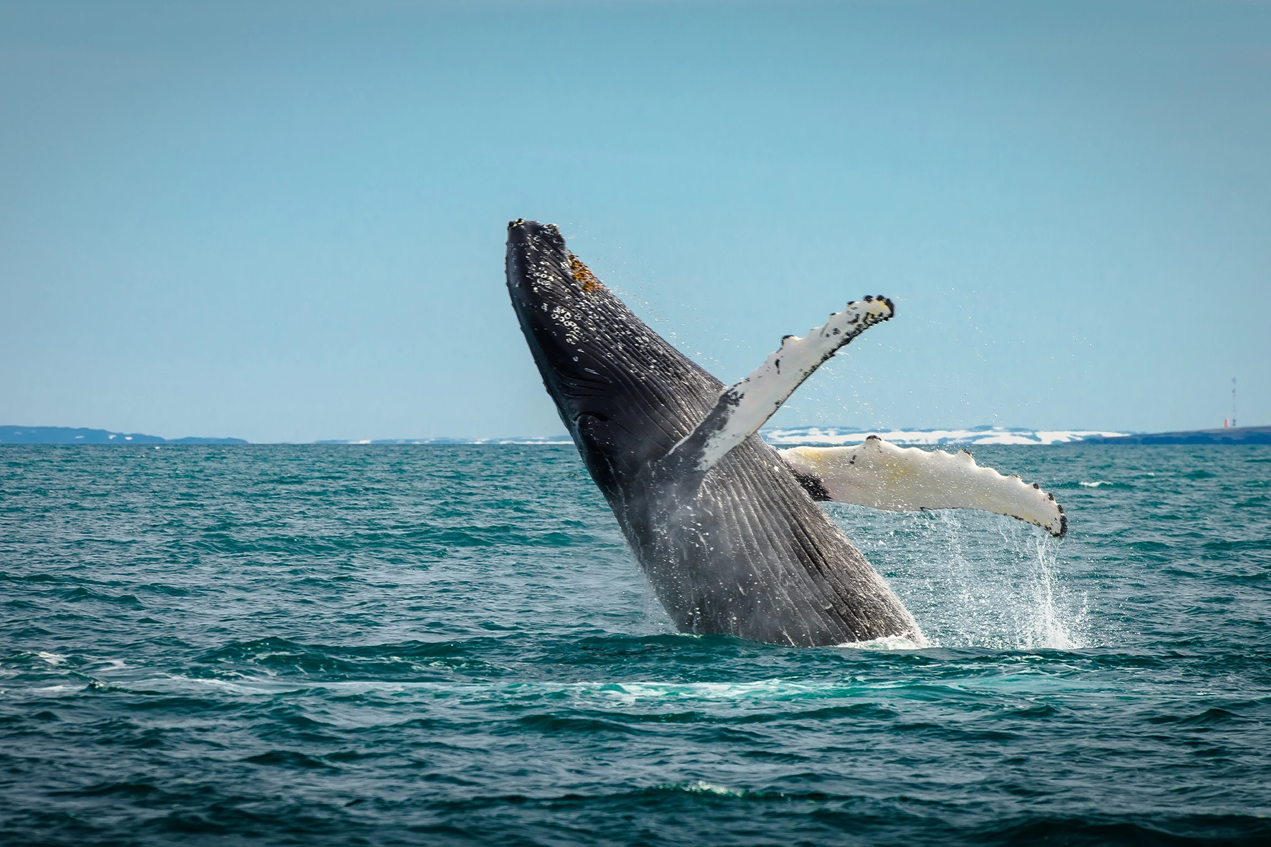 Walvis safari in IJsland
