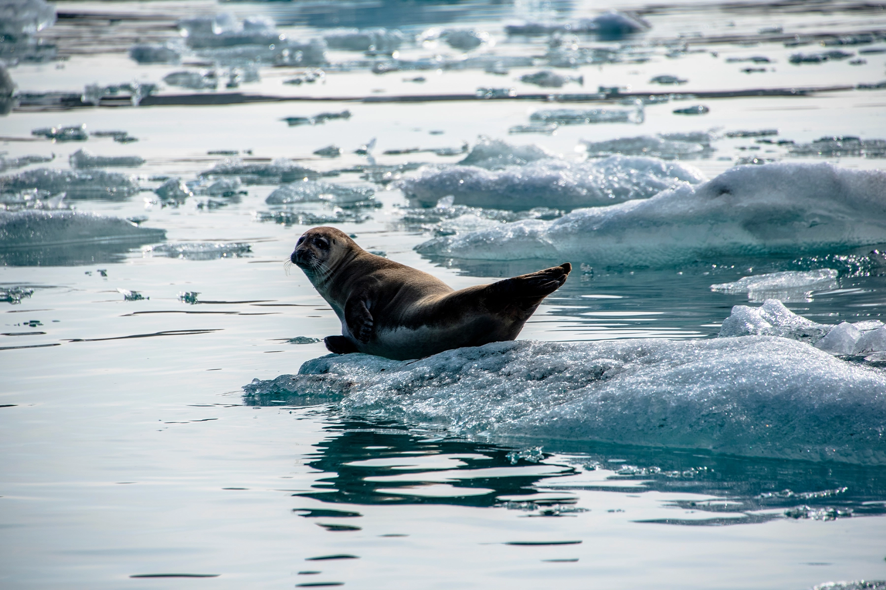 Zeehond bij het Jokulsarlon meer in IJsland